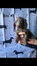 Photo of Isabella and Tan Miniature Dachshund Puppies!