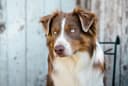 Photo of Gorgeous CKC Standard Aussie Stud
