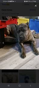 Photo of STUD SERVICES: GORGEOUS CANE CORSO