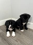 Photo of Micro Bullies