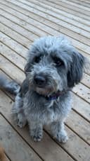 Photo of Hugo needing rehoming.