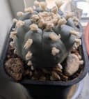Photo of Lophophora williamsii(peyote) seeds and Cacti for sale