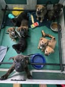 Photo of Sweet mixed pups vetted and ready to go