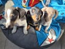 Photo of 3 mini Dachshunds left