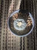 Photo of Mature Lophophora williamsii