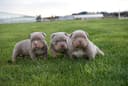 Photo of Amazing American Bullies