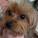 Photo of Young yorkie male - Guardian pet FREE