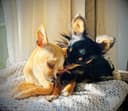 Photo of SWEET NATURED CHIHUAHUAS BREEDER