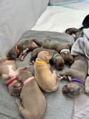 Photo of XL American Bully puppies (papered)