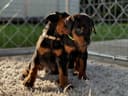 Photo of Beautiful doberman pinscher male and female available
