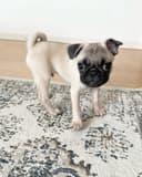 Photo of We have 2 beautiful purebred pug girls