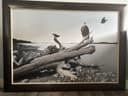 Photo of Original Acrylic Painting by Allan Hancock. Wildlife Artist