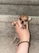 Photo of Chihuahua Puppies (Alberta)
