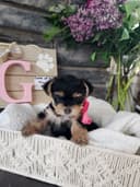 Photo of Yorkie puppies