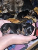 Photo of 🐾 Purebred Yorkshire Terrier Puppies – Taking Deposits Now! – Calgary AB