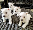 Photo of Adorable Westie Puppies