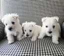 Photo of Adorable litter of westies