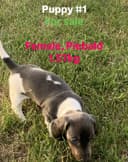 Photo of Miniature Purebred Daschund Puppy!