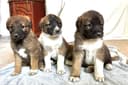 Photo of Kangal/Anatolian