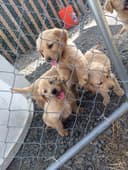 Photo of Healthy Golden Retriever puppies