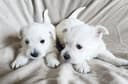 Photo of Adorable Westie Puppies