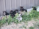 Photo of Pups for sale