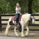 Photo of Lennon is another perfect example of why we are so in love with the Gypsy Vanner breed.