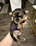 Photo of Pure bread Yorkshire terriers