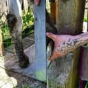 Photo of Farrier Service