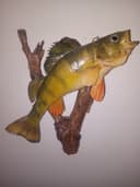 Photo of Fish taxidermy