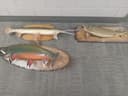 Photo of Fish taxidermy mounts