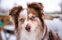 Photo of AKC Toy Aussie Stud (Miniature American Shepherd)