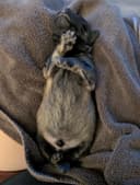 Photo of Bouvier Puppies