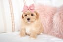 Photo of 🐾 Havapoo Puppies (Havanese × Poodle) – Non-Shedding & Hypoallergenic 🐾