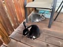 Photo of Rex Pet Rabbits for Free- please read ad