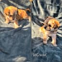 Photo of Havanese cross female pups