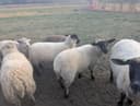 Photo of Two SUFFOLK X EWELAMBS born April2025