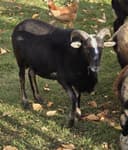 Photo of American Black Belly Ram