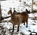 Photo of Goat doe