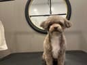 Photo of FURbulous Cuts dog grooming