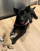 Photo of Heeler mix