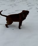 Photo of male lx bully