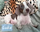 Photo of Miniature Dachshunds