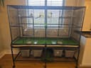 Photo of 6 Zebra Finch Birds (3 males, 3 females) and Cage