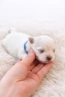 Photo of CKC Maltese