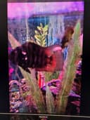 Photo of Fish for sale Woodbine Selling all together