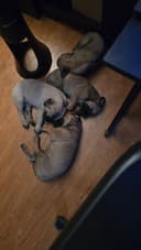 Photo of Mastiff x Lab puppies