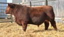 Photo of Red Angus Bulls
