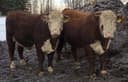 Photo of Polled Hereford Bulls