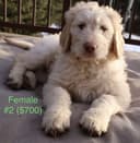 Photo of Labradoodle puppies!!!:)
